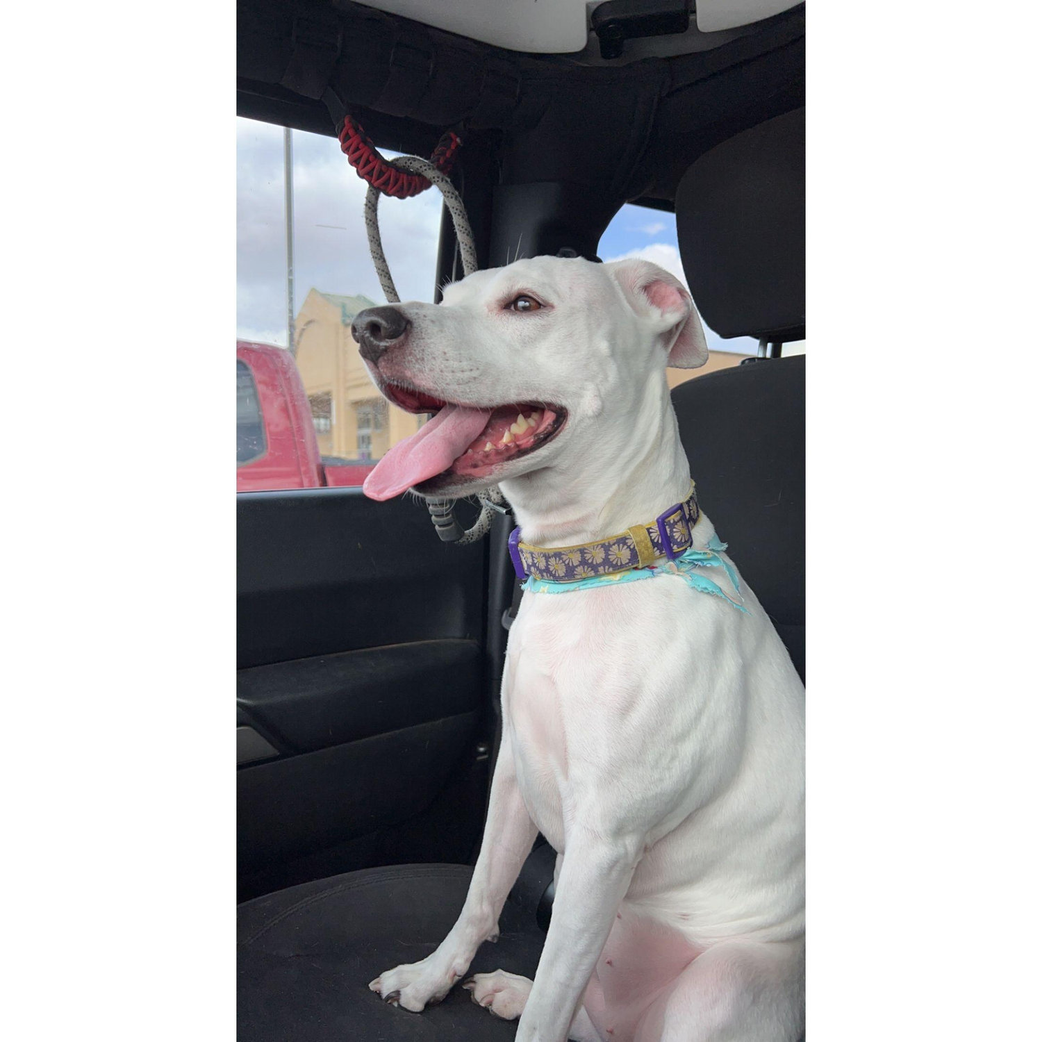 Miss Daisy loves a good car ride