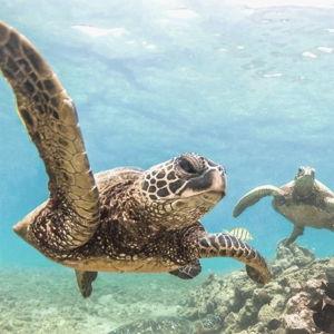 General honeymoon fund - Hawaii