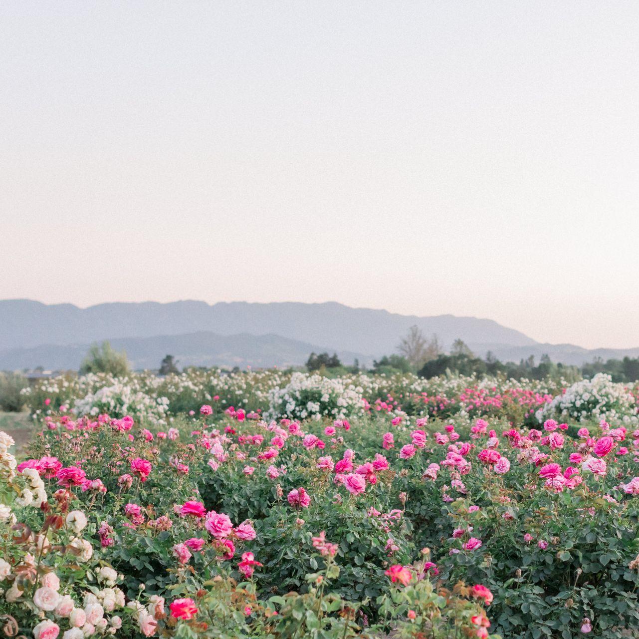 The Rose Garden at Ecomama