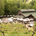 Grandfather Vineyard & Winery