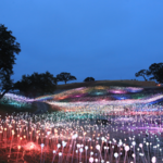 Bruce Munro: Field of Light At Sensorio
