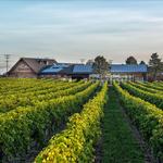 Newport Vineyards
