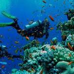 Boat Tour of the Coral Reefs