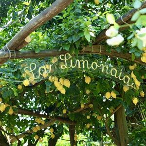 La Limonaia Lemon Grove Tour in Sorrento