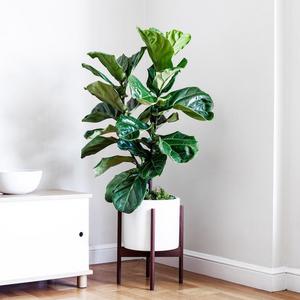 Junior Fiddle Leaf Fig Bush