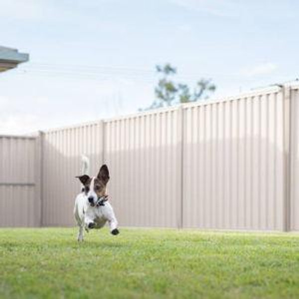 Backyard Fence