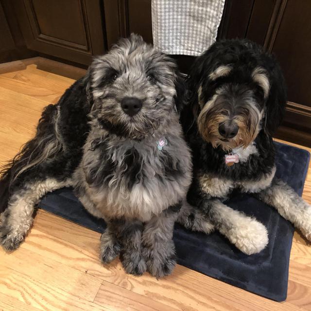 Year's Supply Of Puppy Treats
