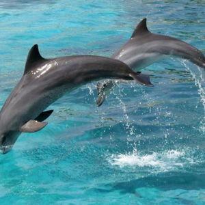 Mauritius Dolphin Excursion