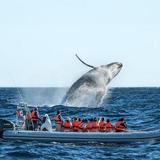 Whale Watching