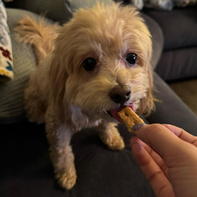 Riley Treats Fund