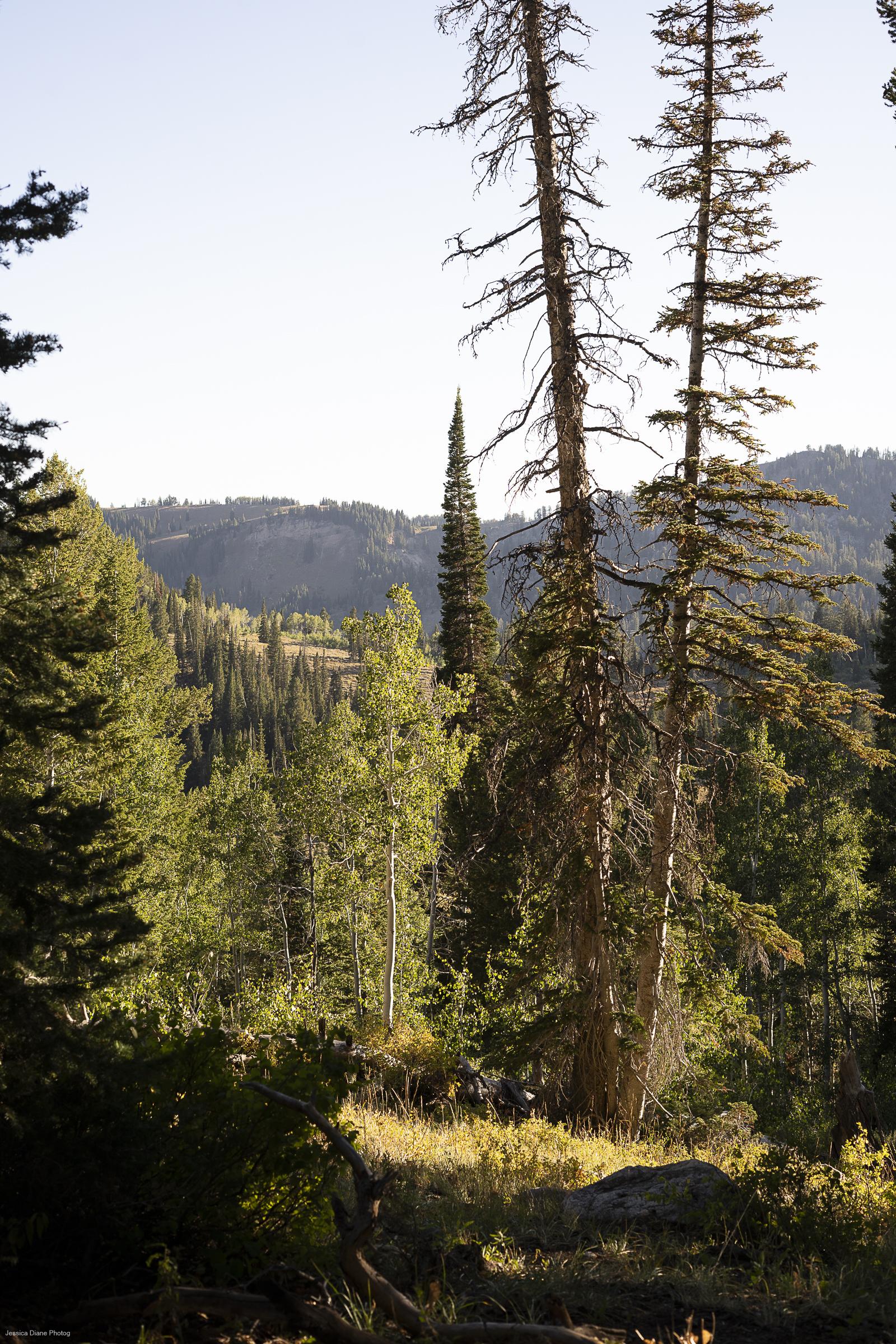 The Wedding Website of Emma Taylor and Gavin Miller