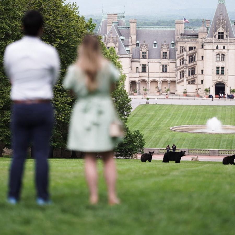 Bears at the Biltmore