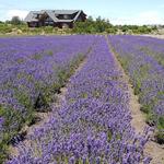 Lavender Wind Farm