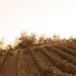 Miramonte Winery