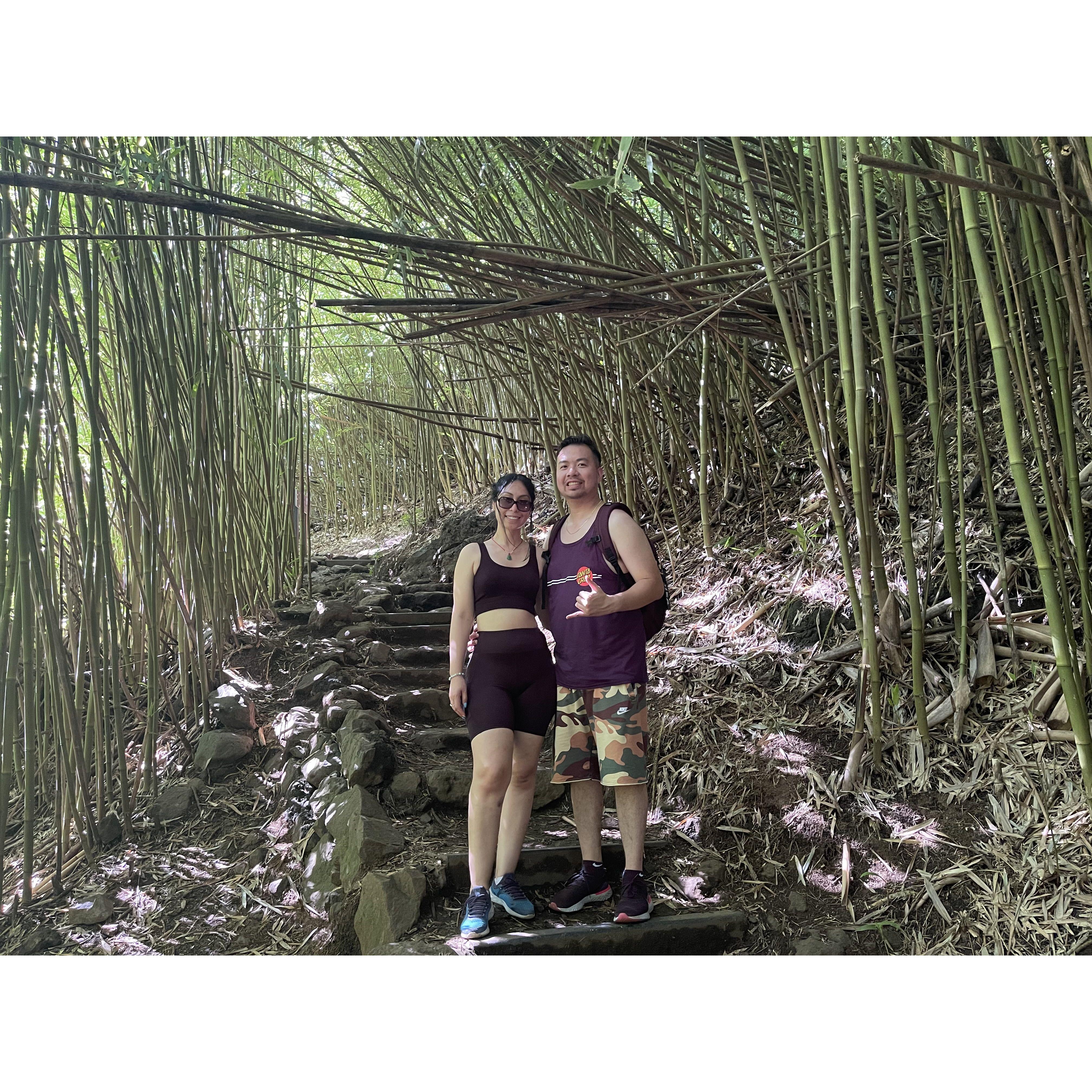 Bamboo Forest in Hawaii.