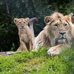 Fota Island