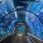 Shark Reef Aquarium
