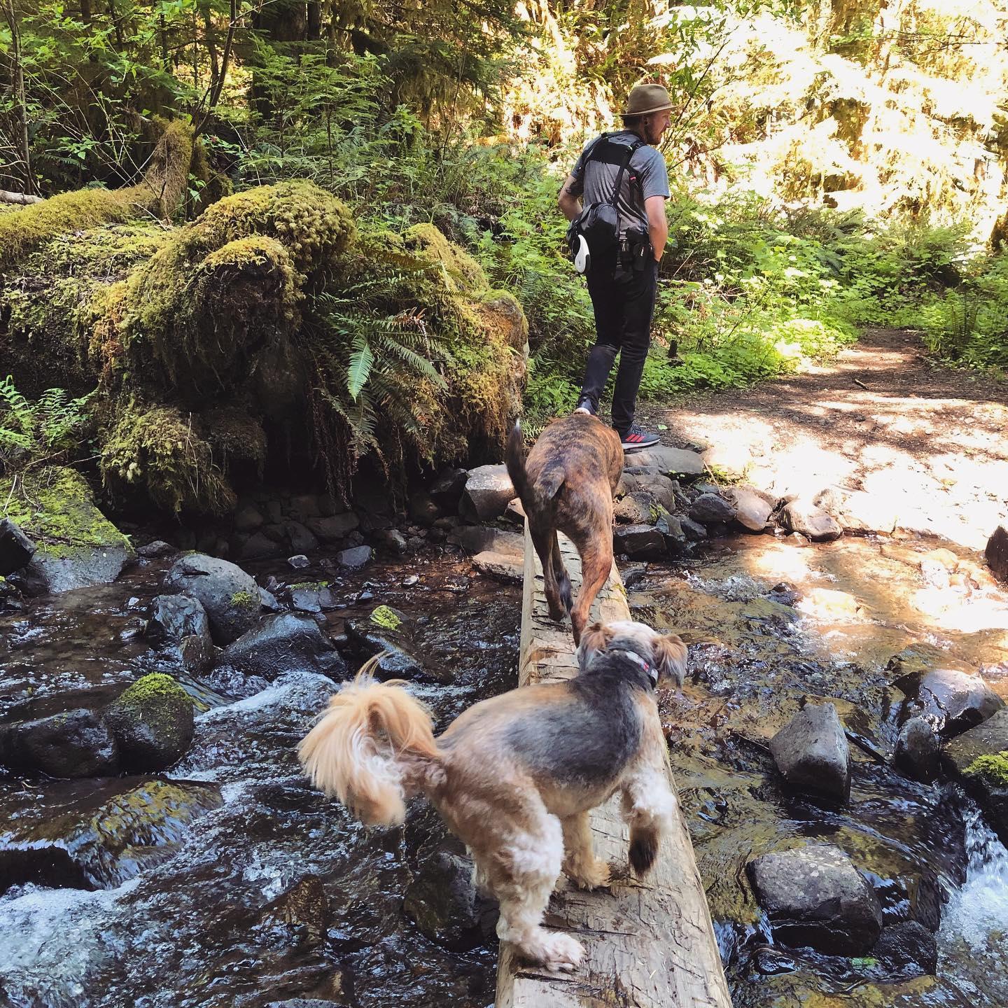 Spring 2020, tired of being stuck inside, we decided to go on a camping trip.