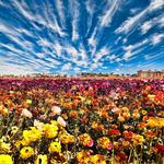 The Flower Fields