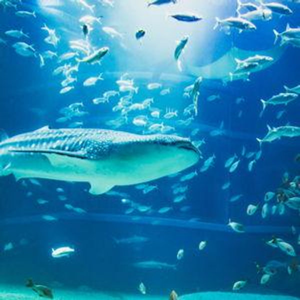 Visiting the Osaka Aquarium