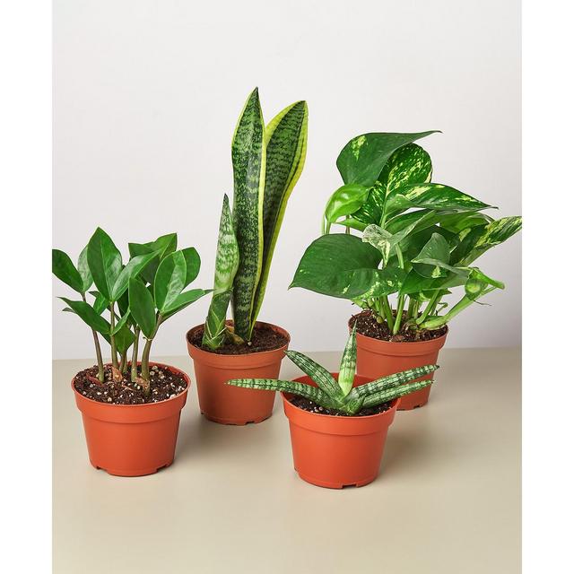 Easy Care Live Plants, Pack of 4