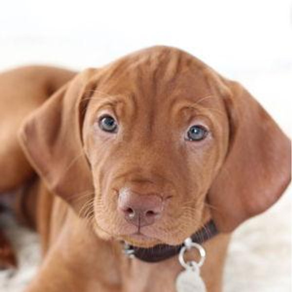 Our New Puppy