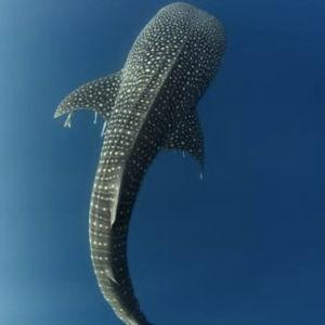Whale shark conservation