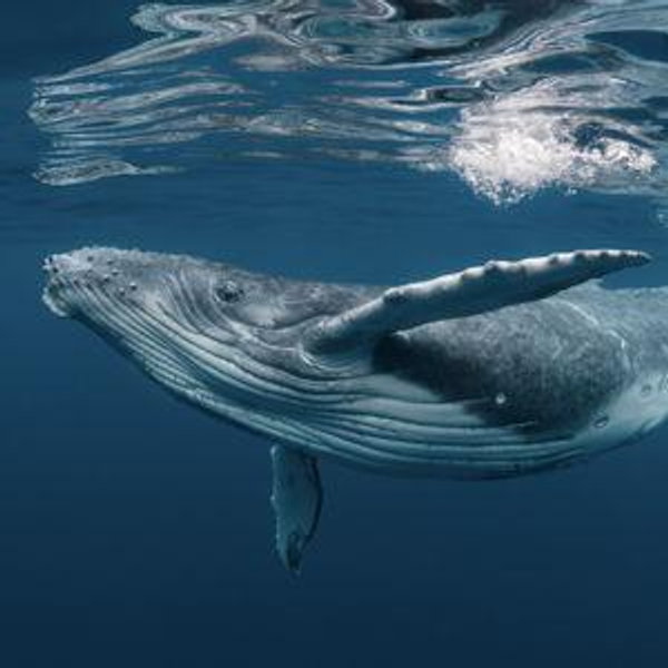 Whale Swim Tour in Moorea