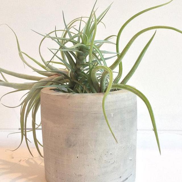 Cylinder Concrete Planter
