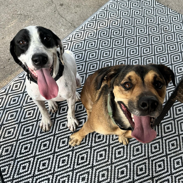 Our Dog Toy & Treat Fund