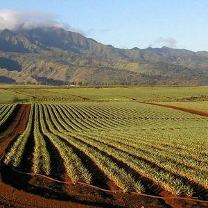 Pineapple Farm Tour + Food Experience