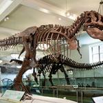 American Museum of Natural History