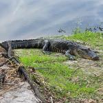 Myakka River State Park