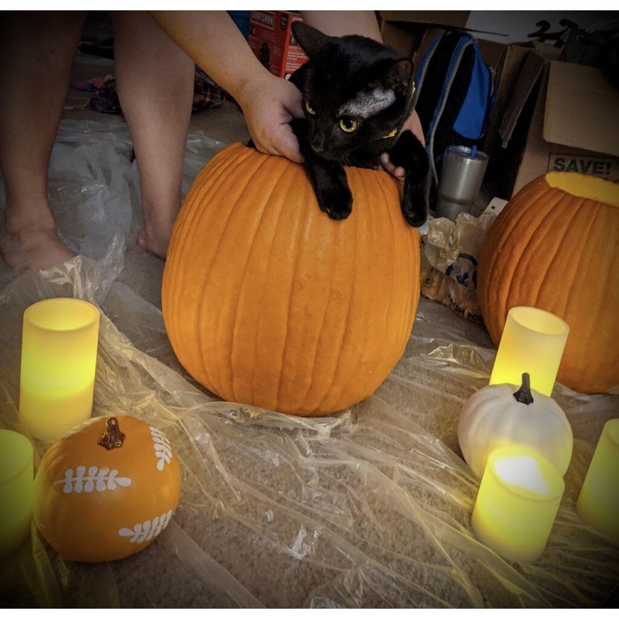 Our very special Pumpkin carver 
