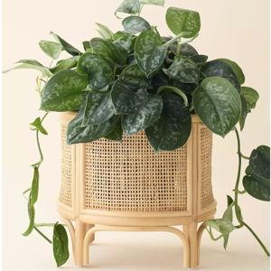 Rattan 12" Planter