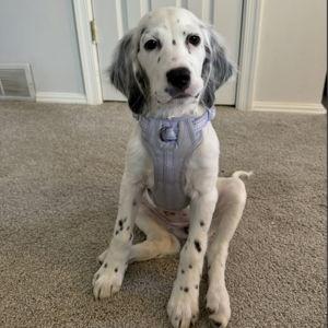 Birdie's vacation care while we honeymoon