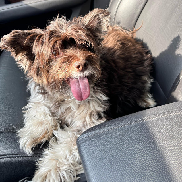 Doggy Sitter for Guinness
