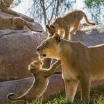 San Diego Zoo Safari Park