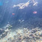Aquarium of the Pacific