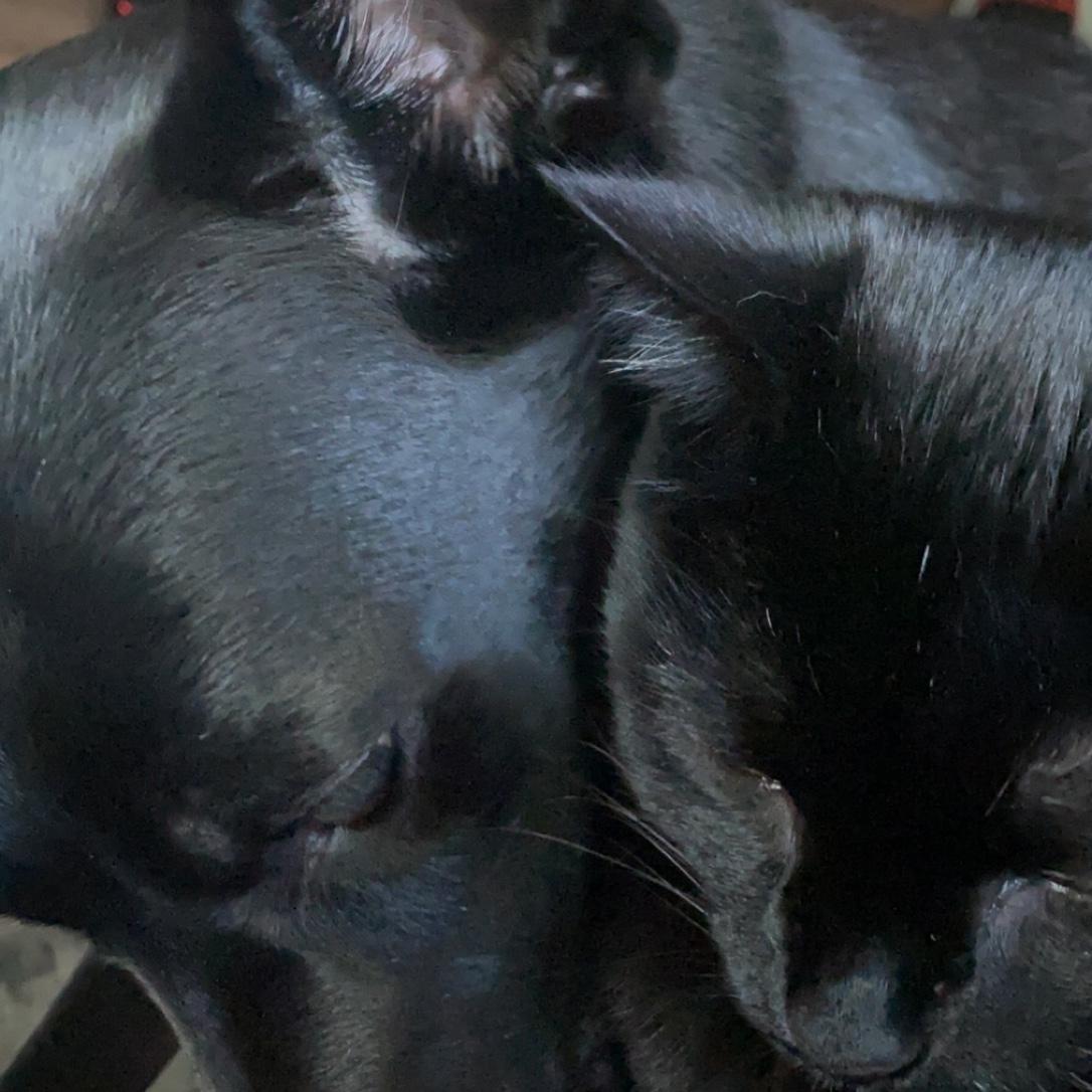 Shrimp and Maru, sitting in a tree...
