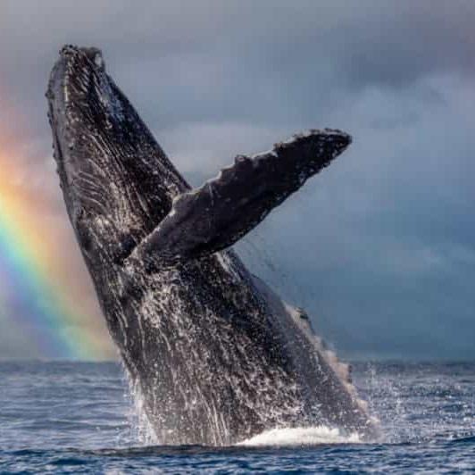 Whale Watching excursion for 2