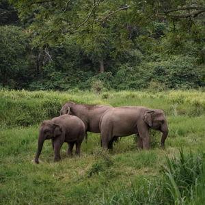 Elephant Sanctuary Experience