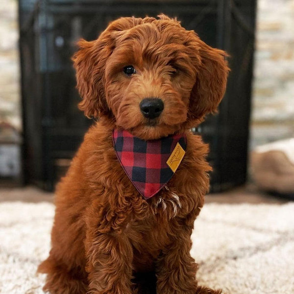 Fur baby Gardner