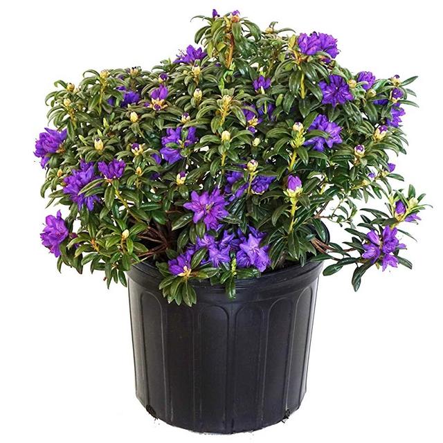 Rhododendron X 'Blue Baron' (Rhododendron) Evergreen, bluish purple flowers, #3 - Size Container
