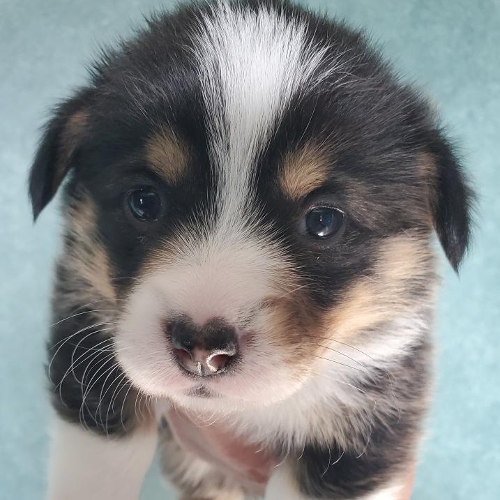 Puppy Fund