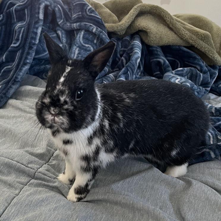 One of our rabbits, Goose. Other rabbit Birdi, not pictured.