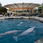 Mystic Aquarium