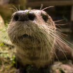 Oregon Zoo