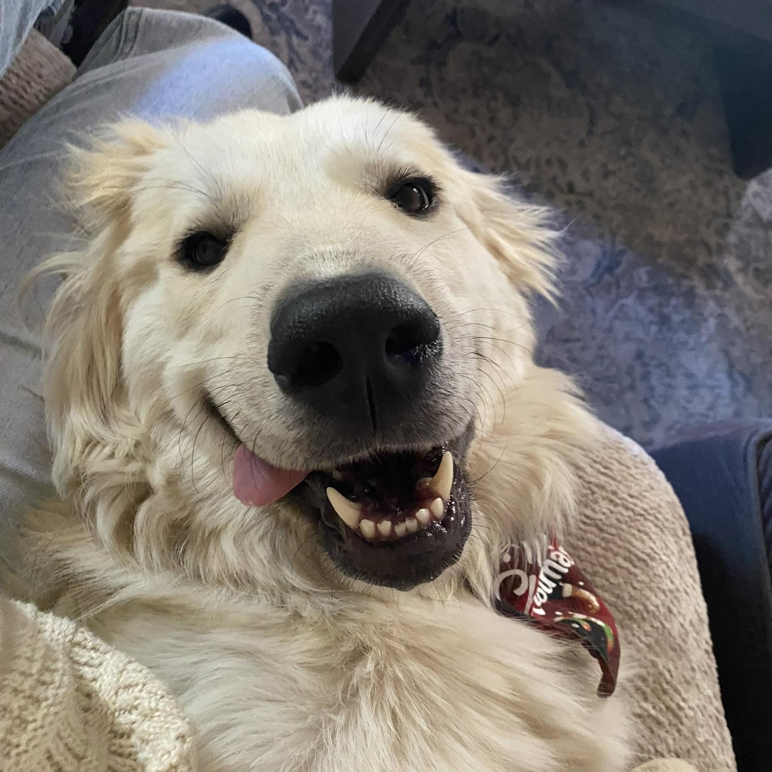 Our first dog together, meet Rue!