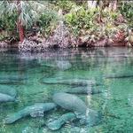 Blue Spring State Park